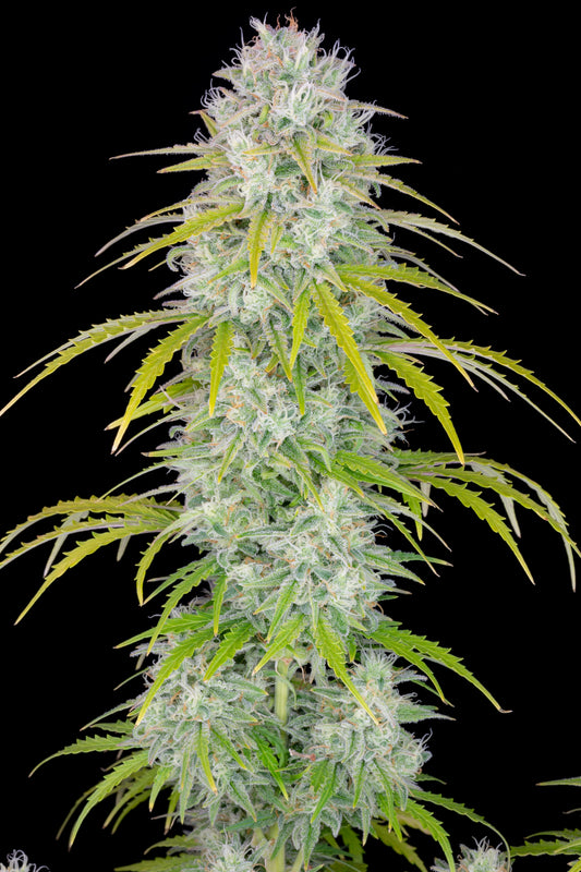 Orange Sherbet Auto - FastBuds