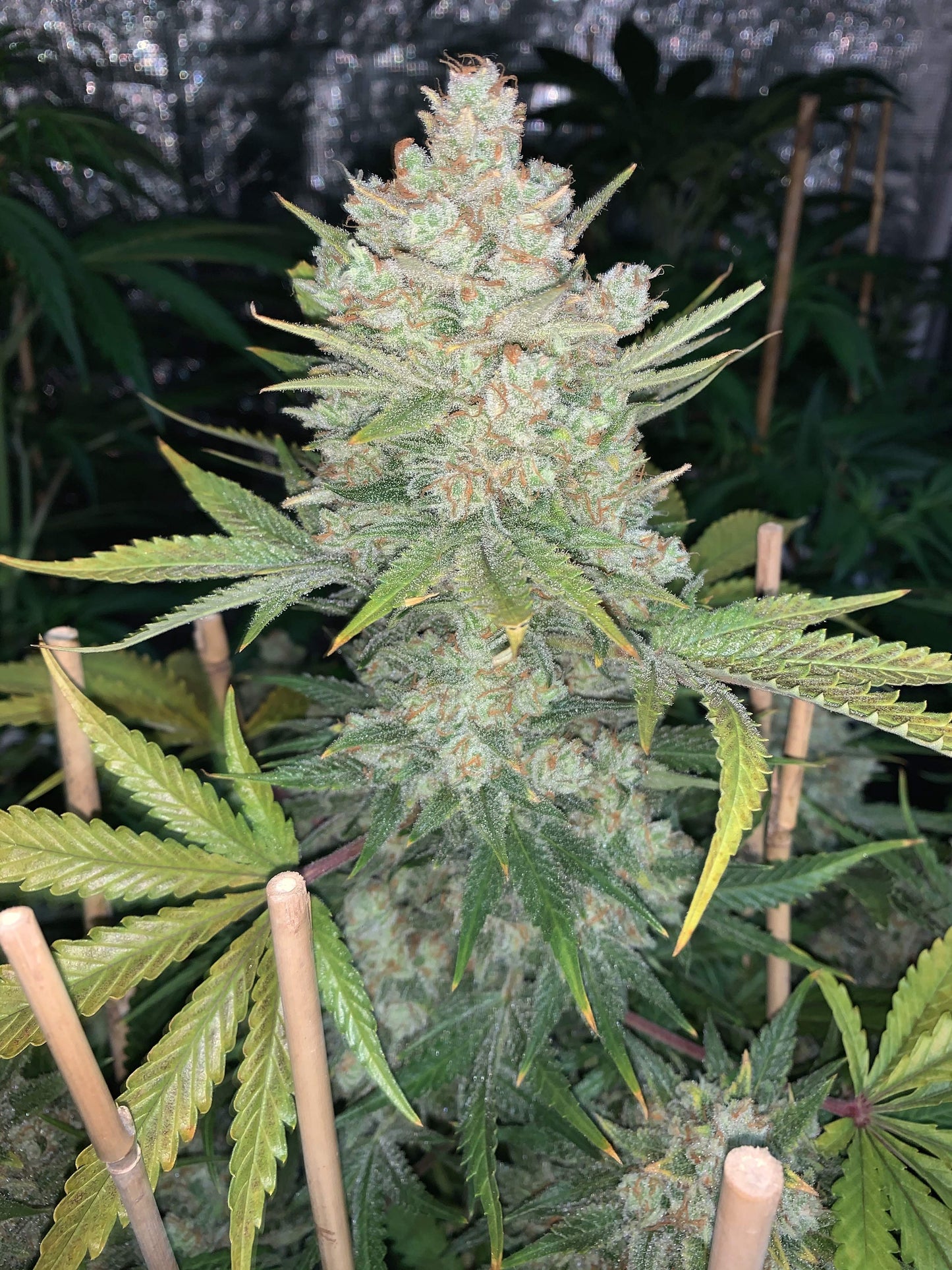 OG Kush Auto - FastBuds