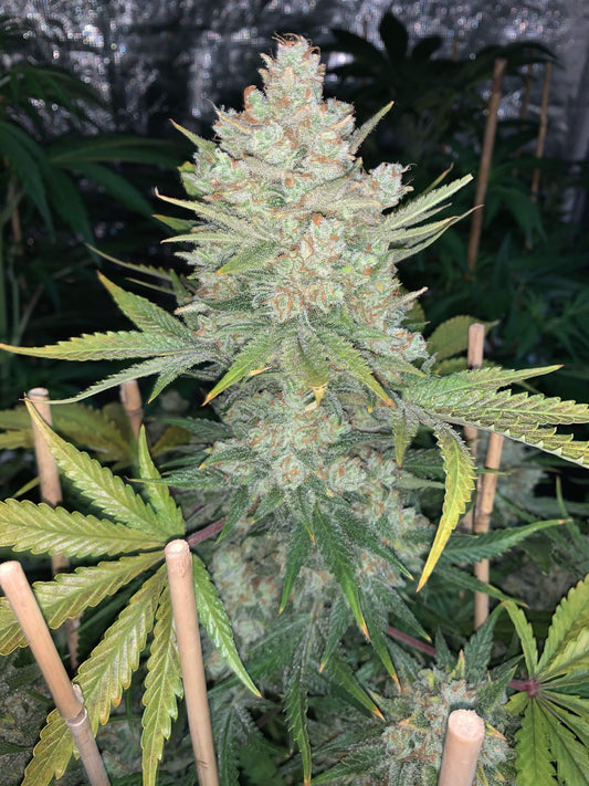 OG Kush Auto - FastBuds