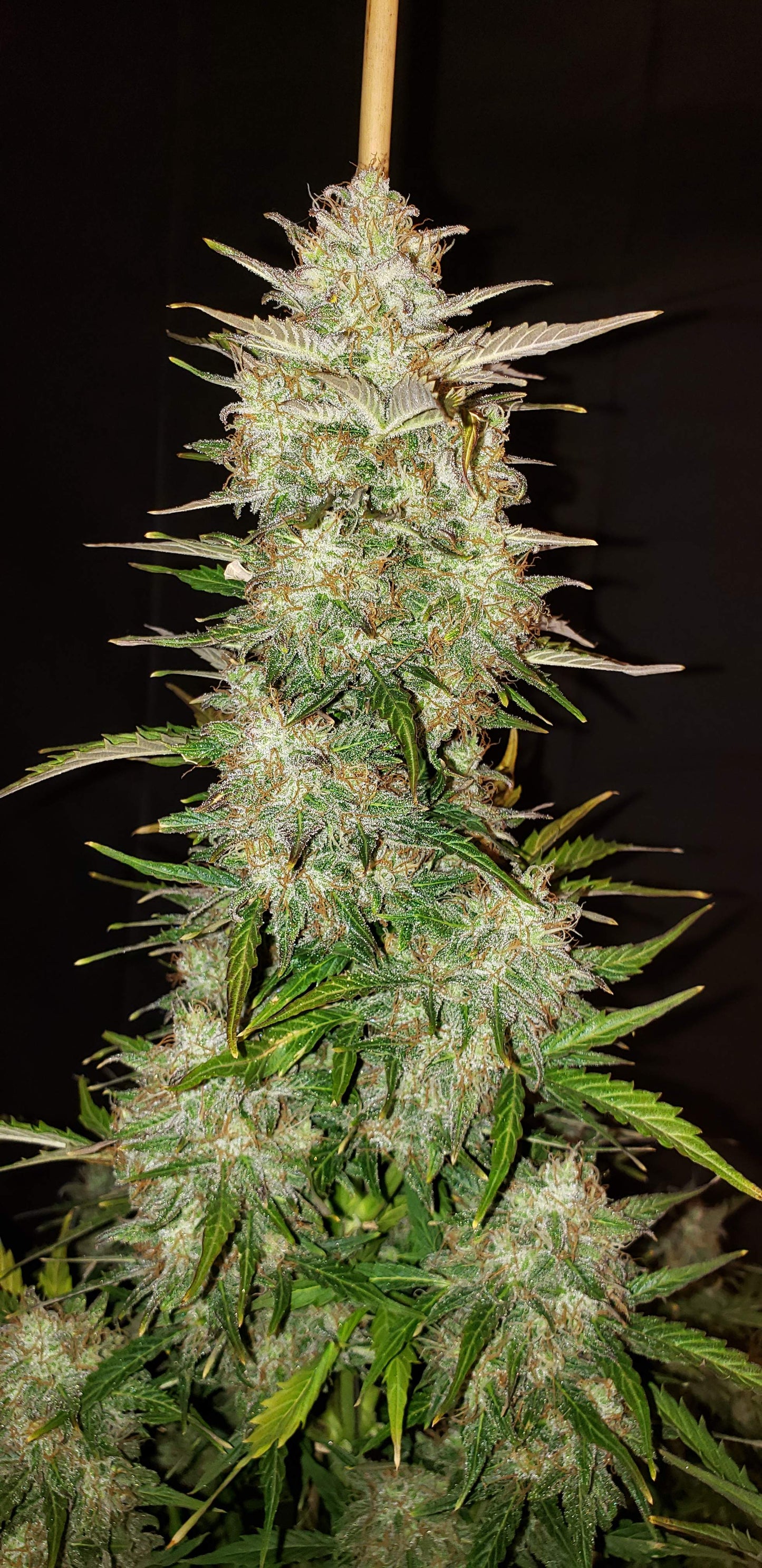 Chemdawg Auto - FastBuds